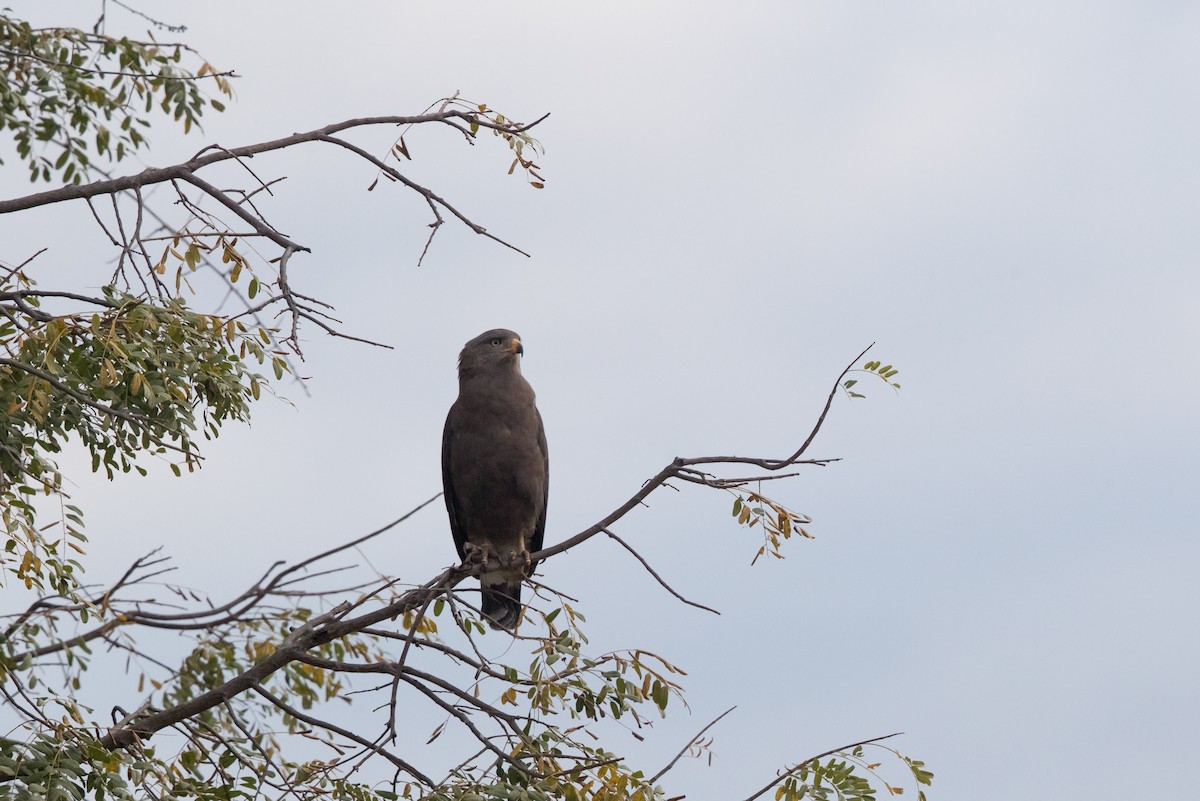 Banded Snake-Eagle - ML476979081