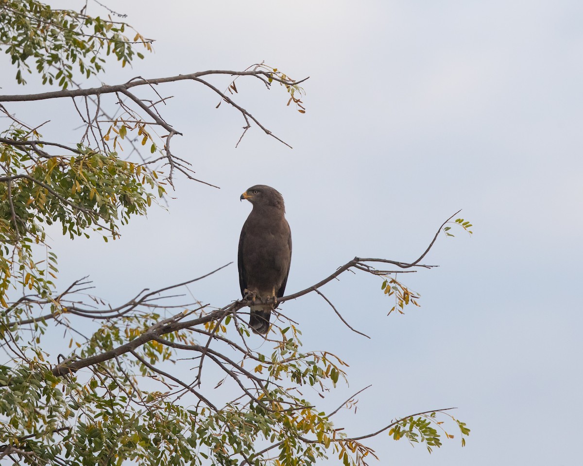 Banded Snake-Eagle - ML476979091