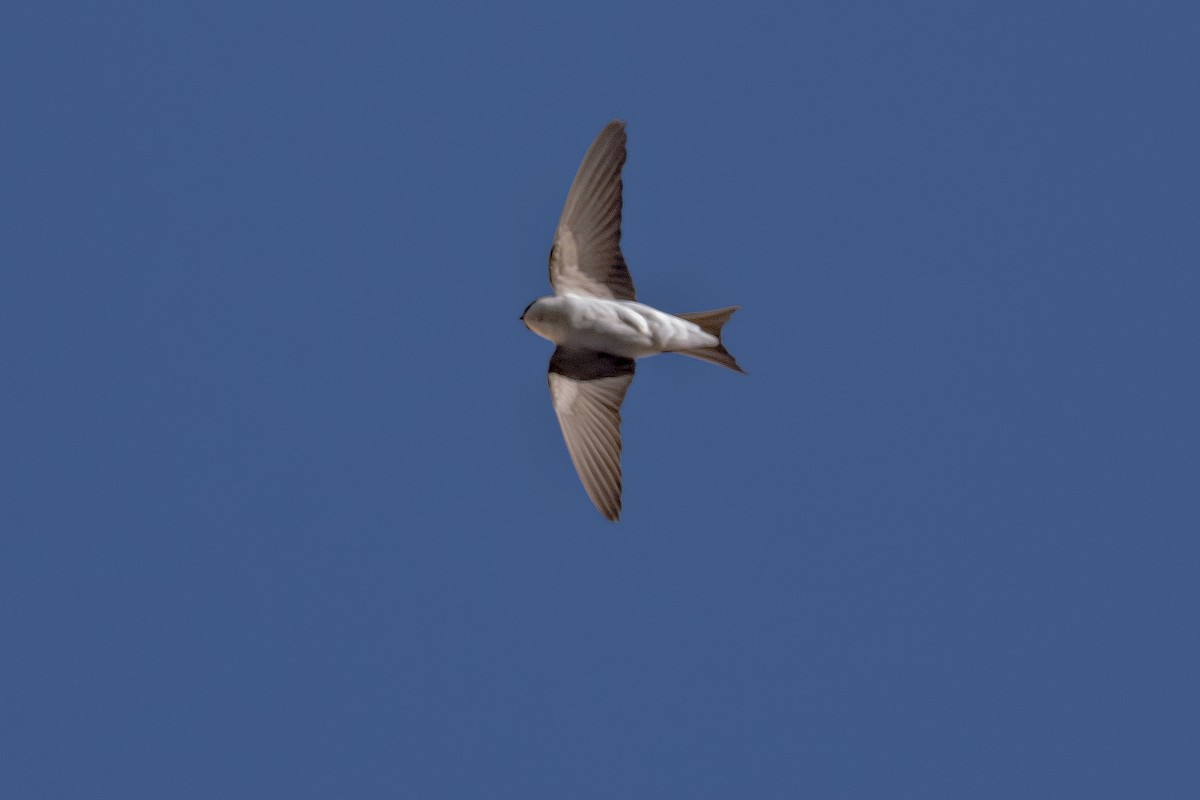 Western House-Martin - ML476979811