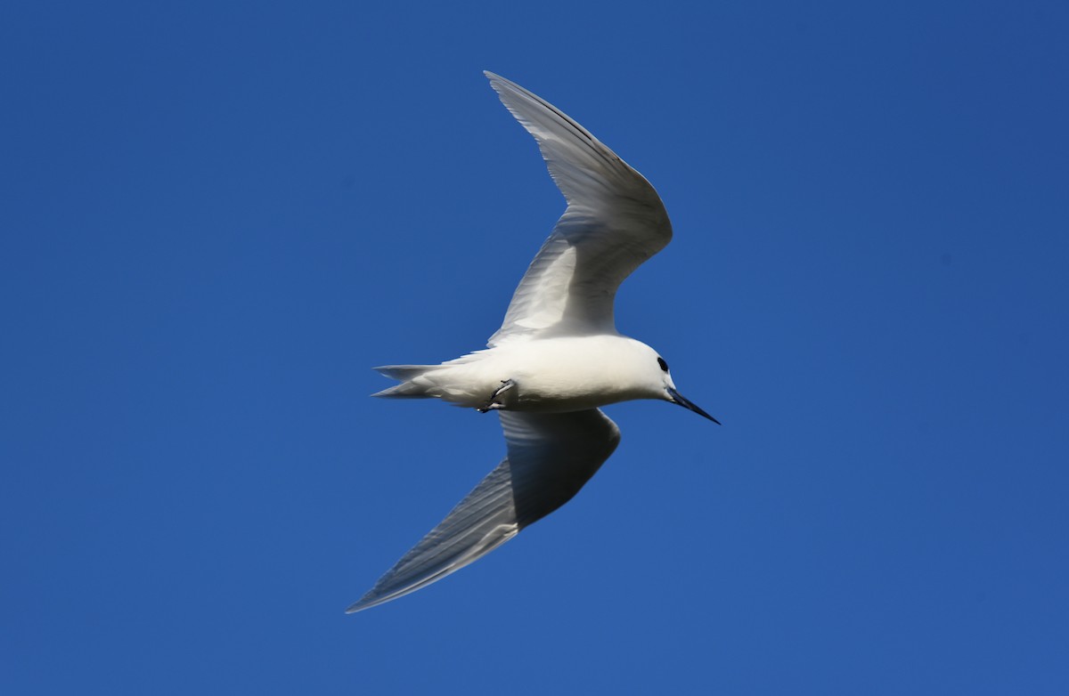 White Tern (Pacific) - ML476980301