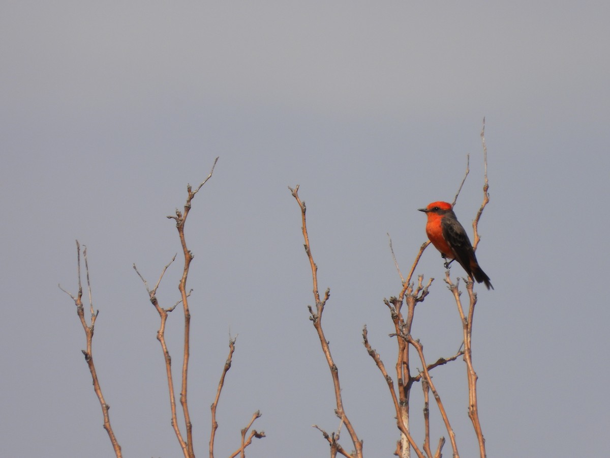 Vermilion Flycatcher - ML476980731