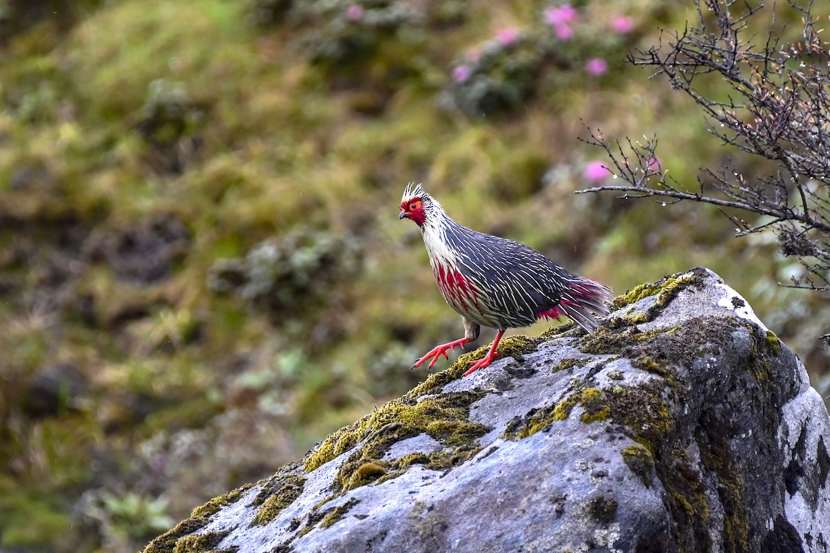 Blood Pheasant - Kavi Nanda