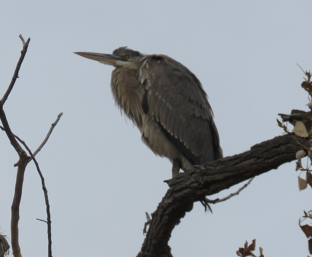 Great Blue Heron - ML47698251