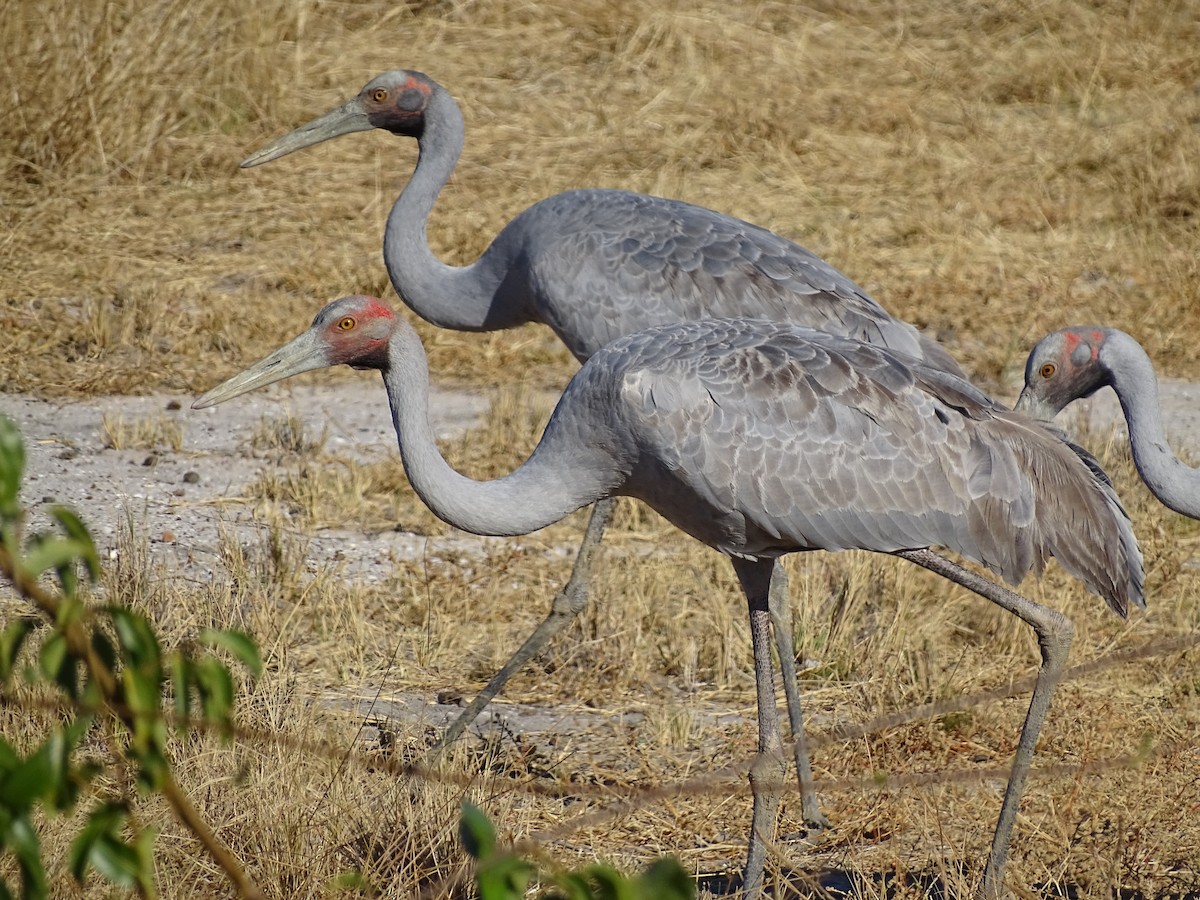 Brolga - ML476982801