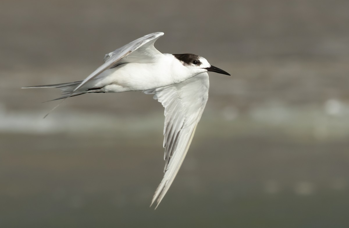 Common Tern - ML476983041