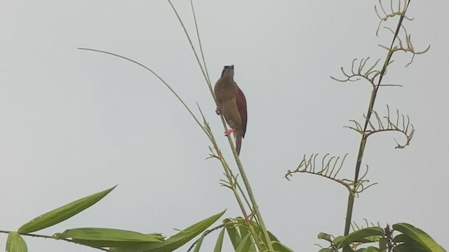 Twelve-wired Bird-of-Paradise - ML476983731