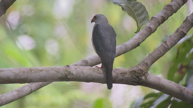 Gray-headed Goshawk - ML476984221