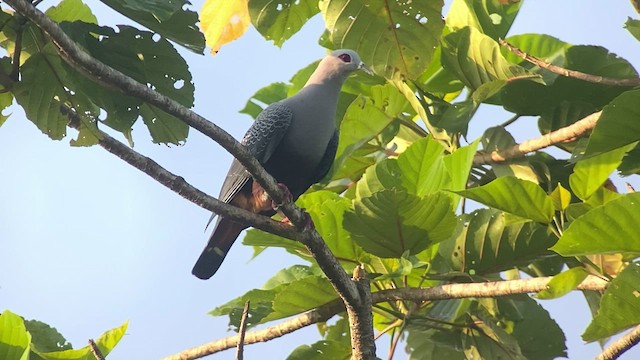 Pinon's Imperial-Pigeon - ML476984391