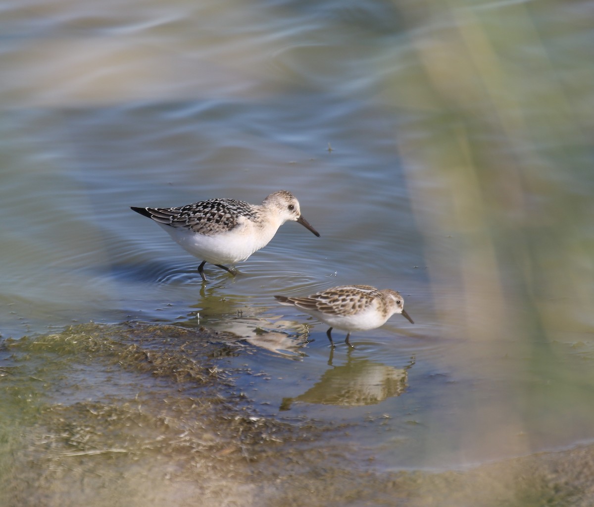 Sanderling - Bassel Abi Jummaa