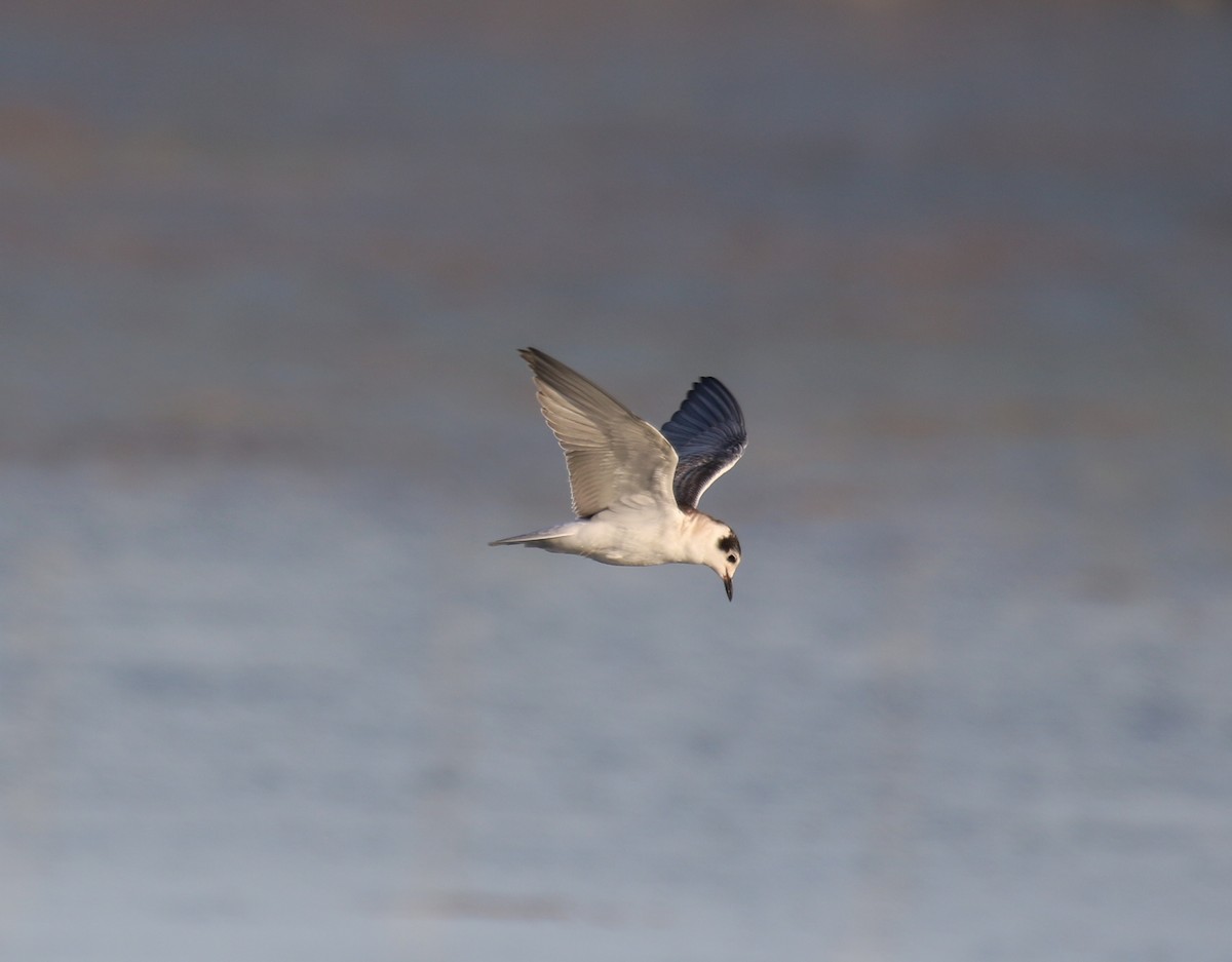 White-winged Tern - Bassel Abi Jummaa