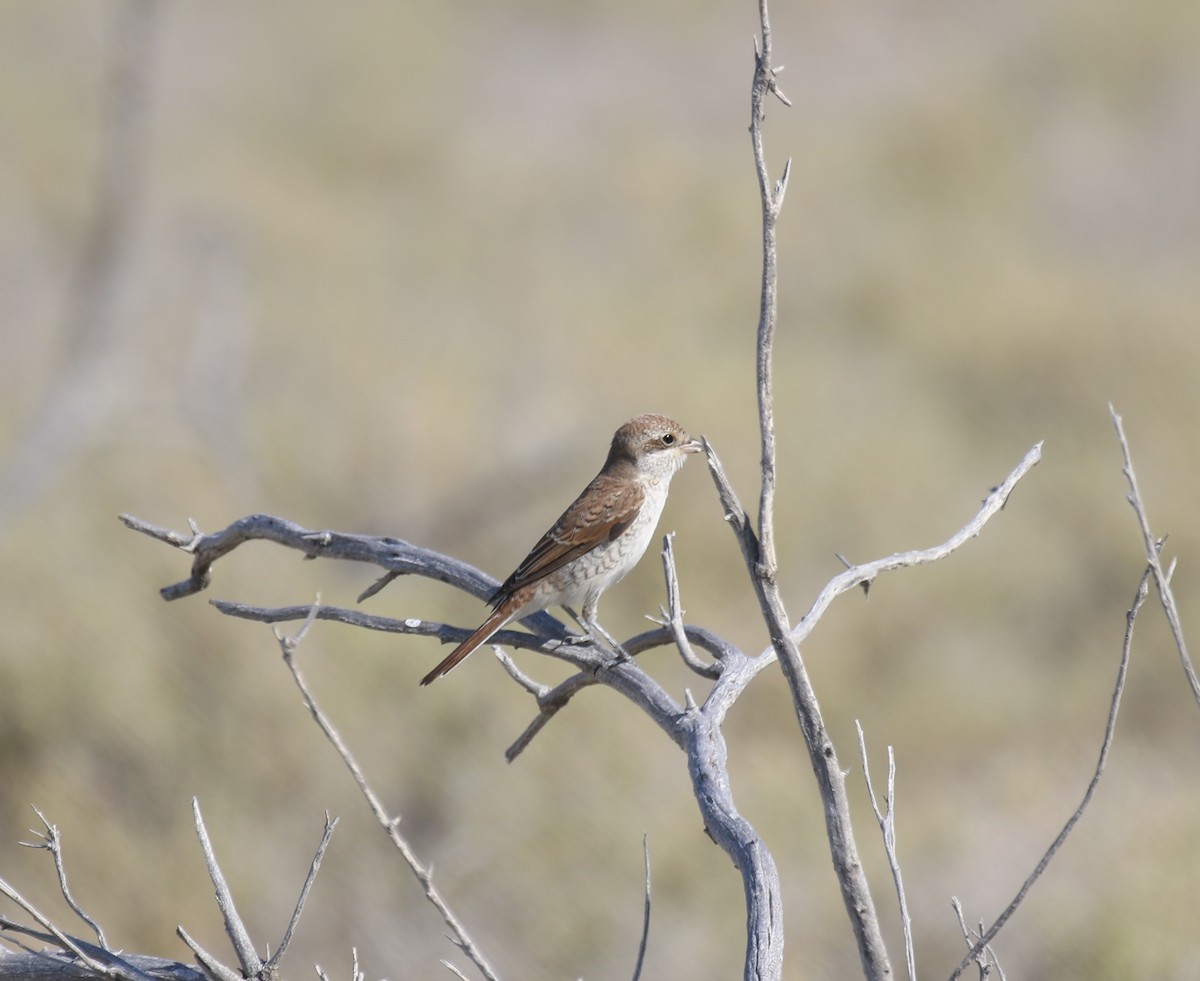 Red-tailed Shrike - ML476984471