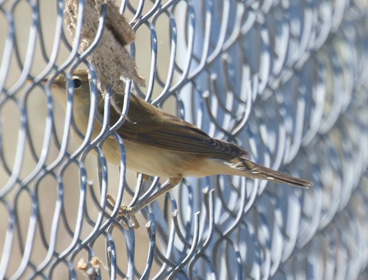 Marsh Warbler - Bassel Abi Jummaa