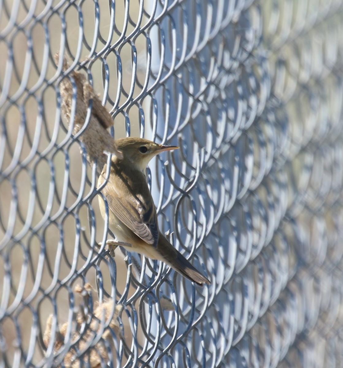 Marsh Warbler - Bassel Abi Jummaa