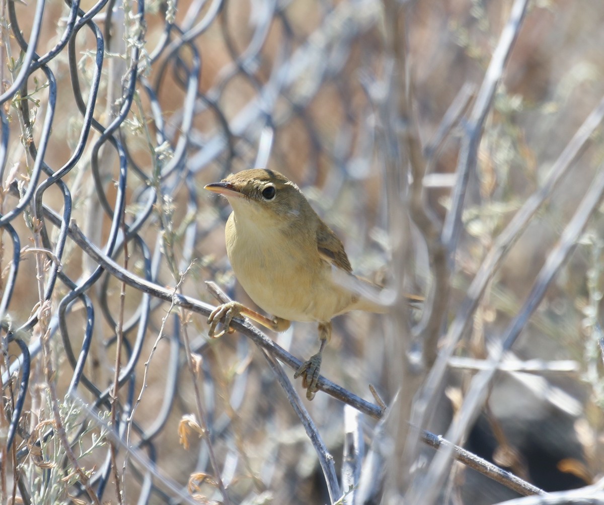 Marsh Warbler - Bassel Abi Jummaa