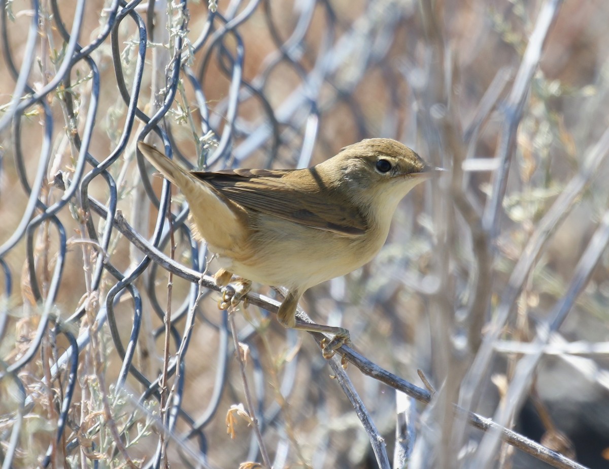 Marsh Warbler - Bassel Abi Jummaa