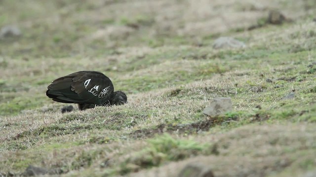 Wattled Ibis - ML476985