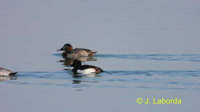 Tufted Duck - ML476985471
