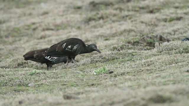 Wattled Ibis - ML476986