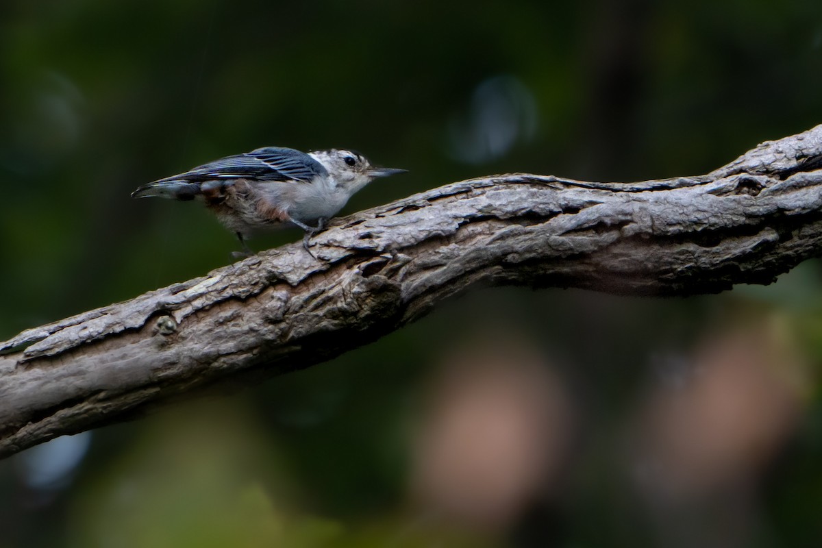 White-breasted Nuthatch - ML476986101