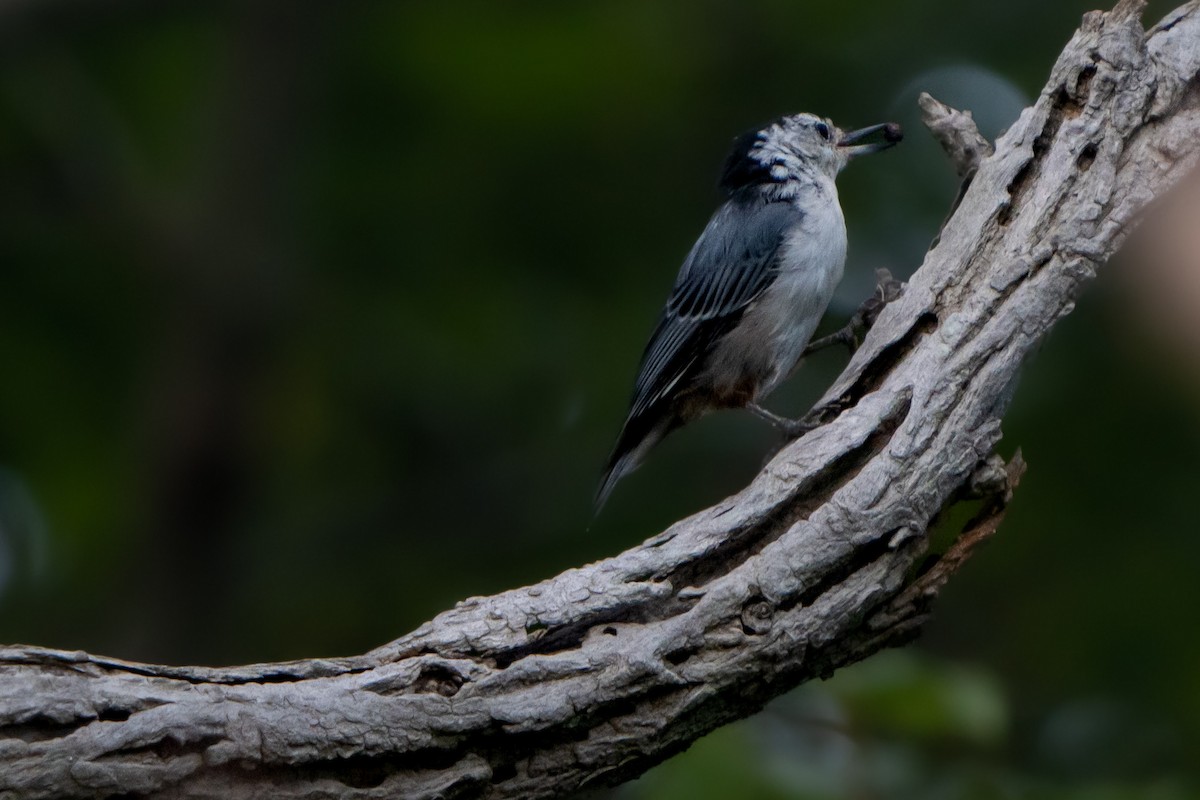 White-breasted Nuthatch - ML476986111