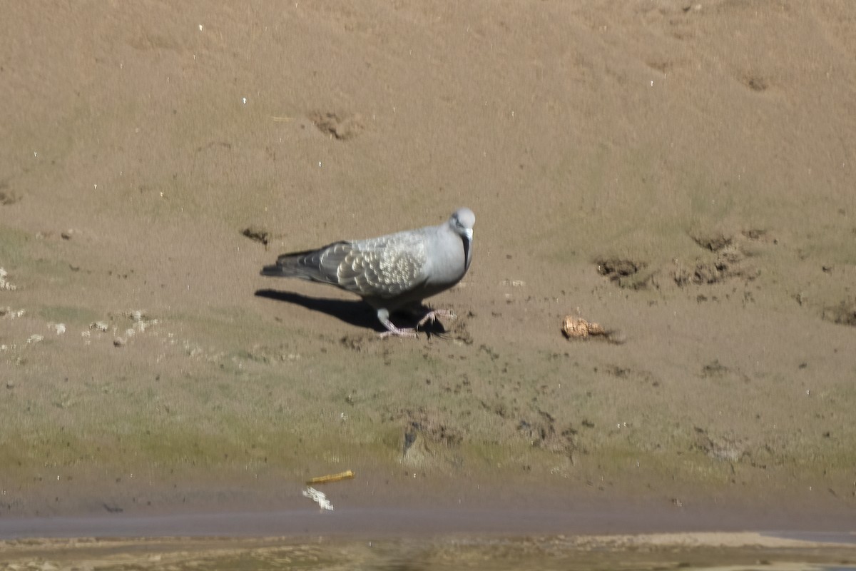 Spot-winged Pigeon - ML476986851