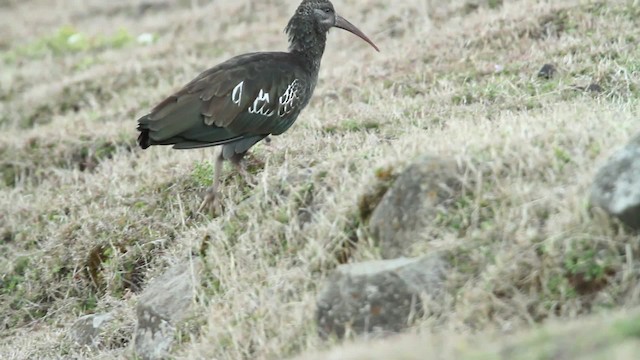 Wattled Ibis - ML476987