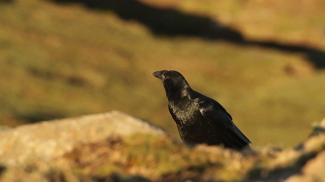 Fan-tailed Raven - ML476988