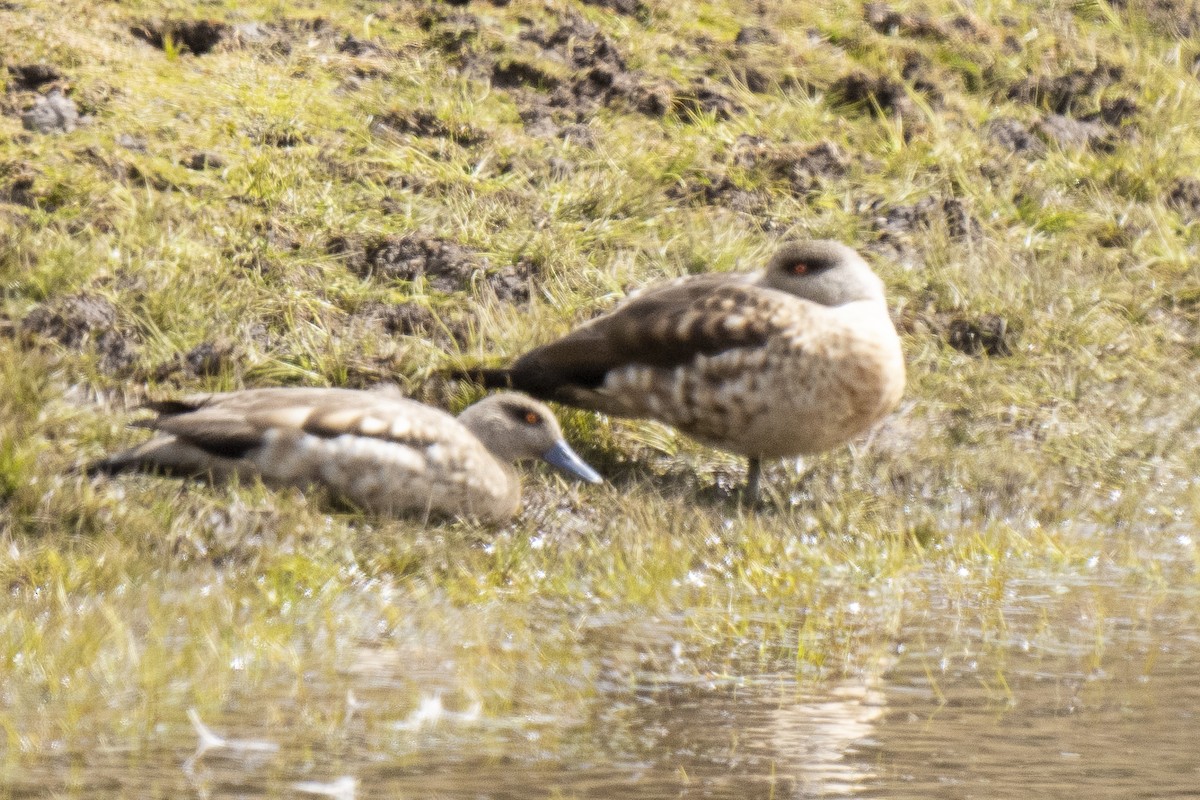 Crested Duck - ML476988321