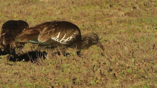 Ibis caronculé - ML476990