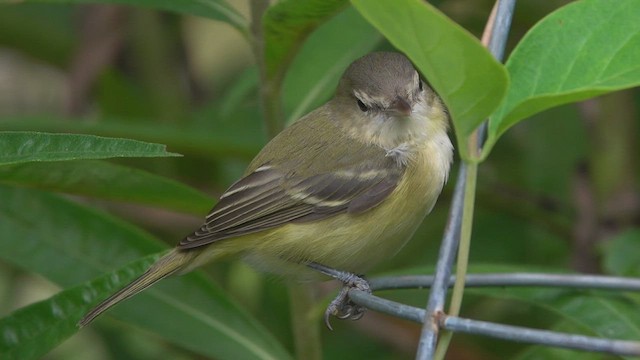 Braunaugenvireo (bellii/medius) - ML476990231