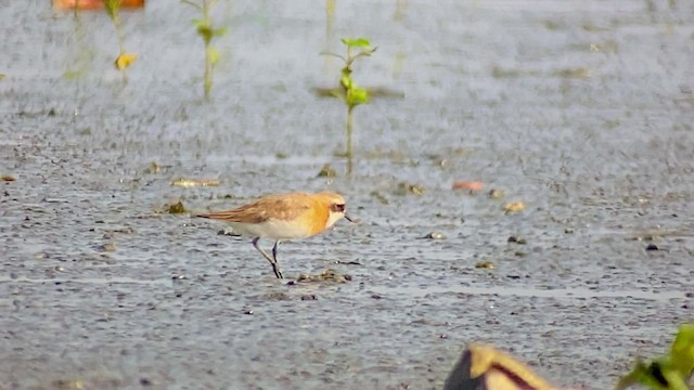 Siberian Sand-Plover - ML476990991