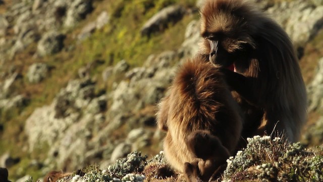 gelada baboon - ML476991