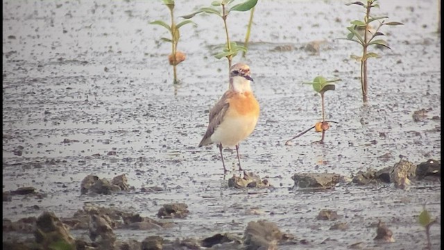 Siberian Sand-Plover - ML476991001