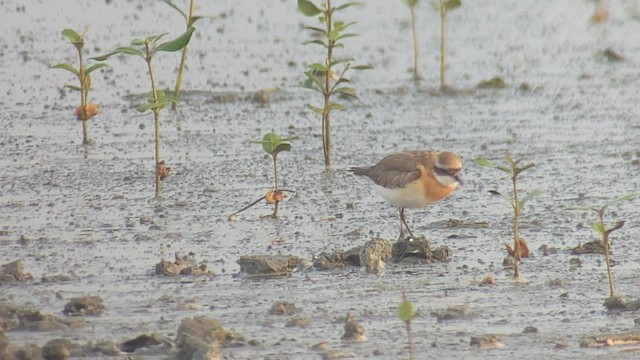 Siberian Sand-Plover - ML476991011