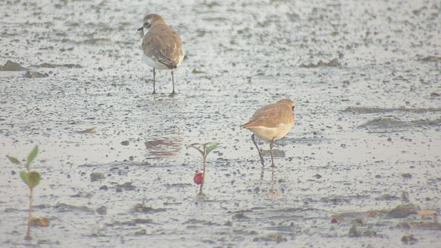 Siberian Sand-Plover - ML476991021