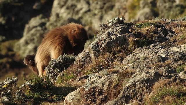 Gelada - ML476992