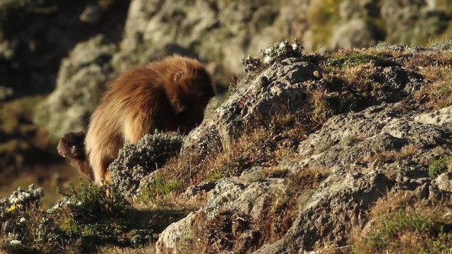 gelada baboon - ML476992