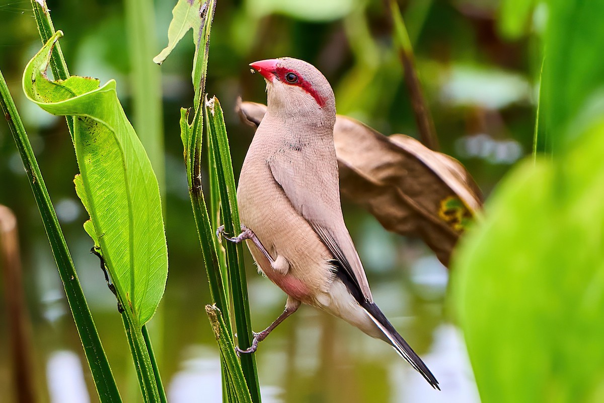 Black-rumped Waxbill - ML476992811