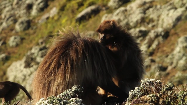 gelada baboon - ML476993