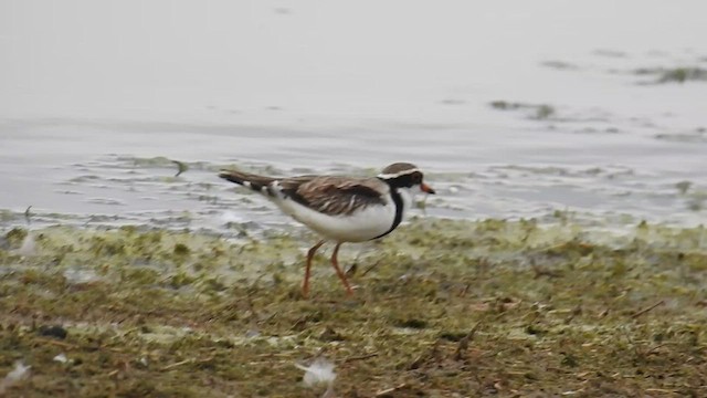 Black-fronted Dotterel - ML476993581