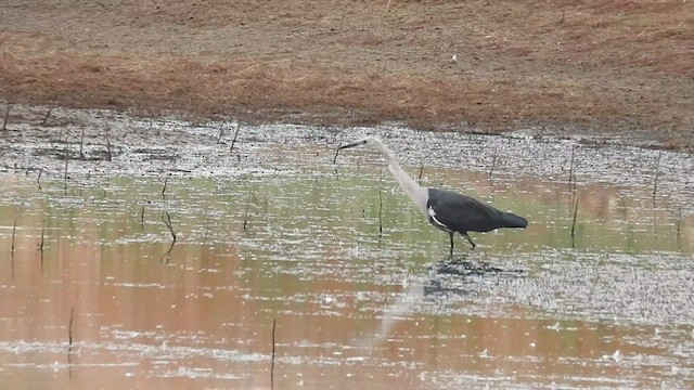 Garza Cuelliblanca - ML476993591