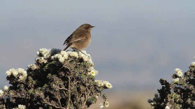 Moorland Chat - ML476995