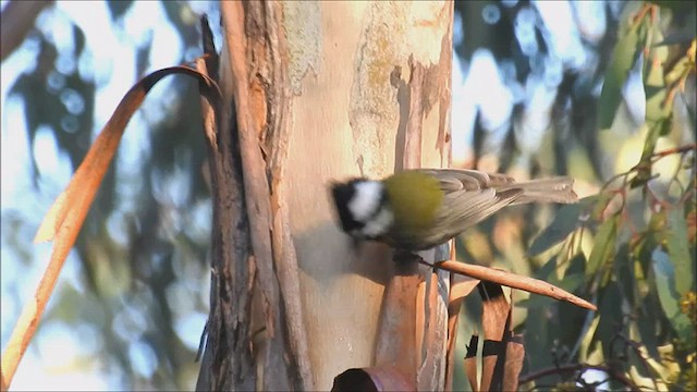 Eastern Shrike-tit - ML476995711