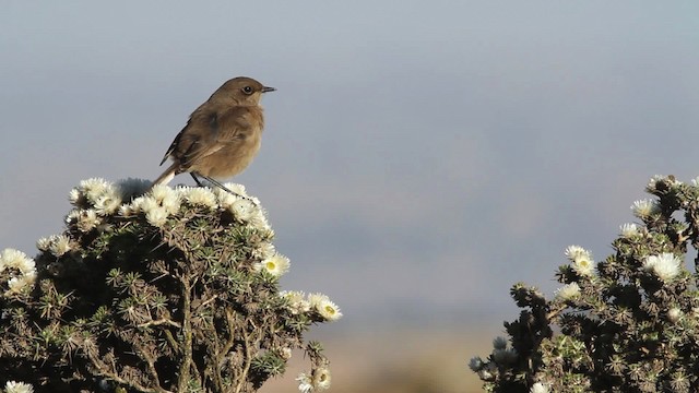 Moorland Chat - ML476996