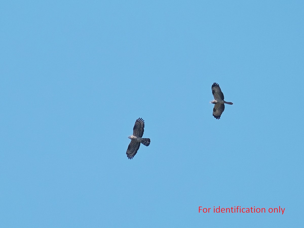 European Honey-buzzard - Joost Limburg