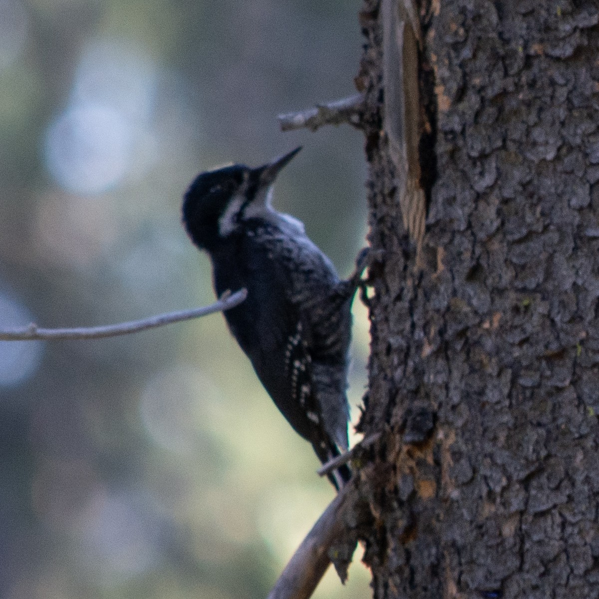 Black-backed Woodpecker - ML476997201