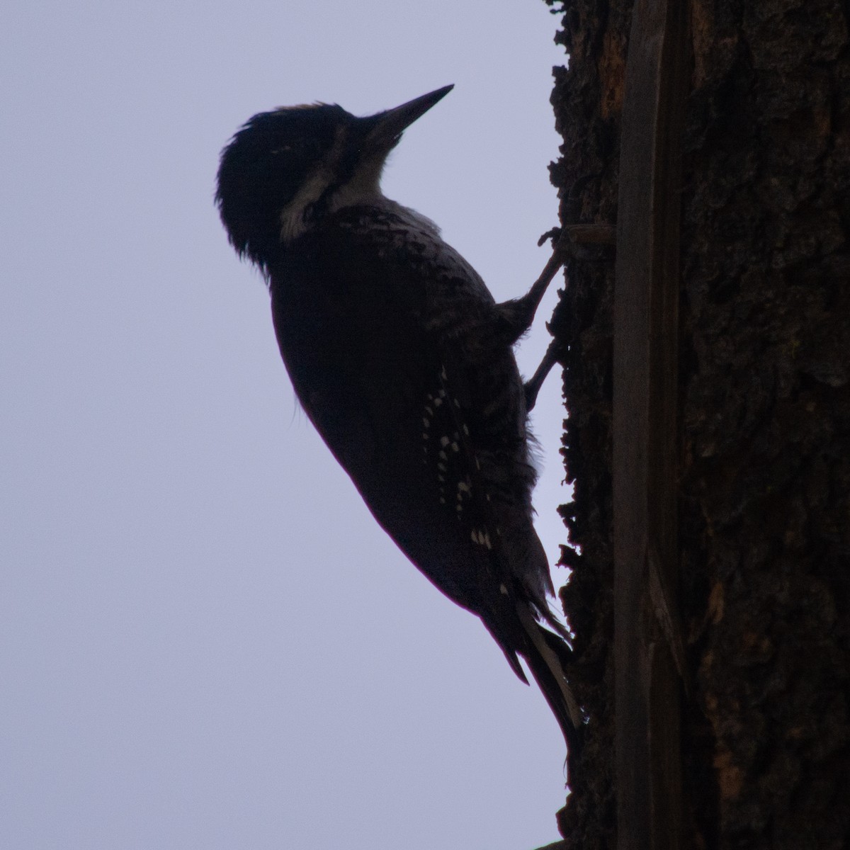 Black-backed Woodpecker - ML476997211