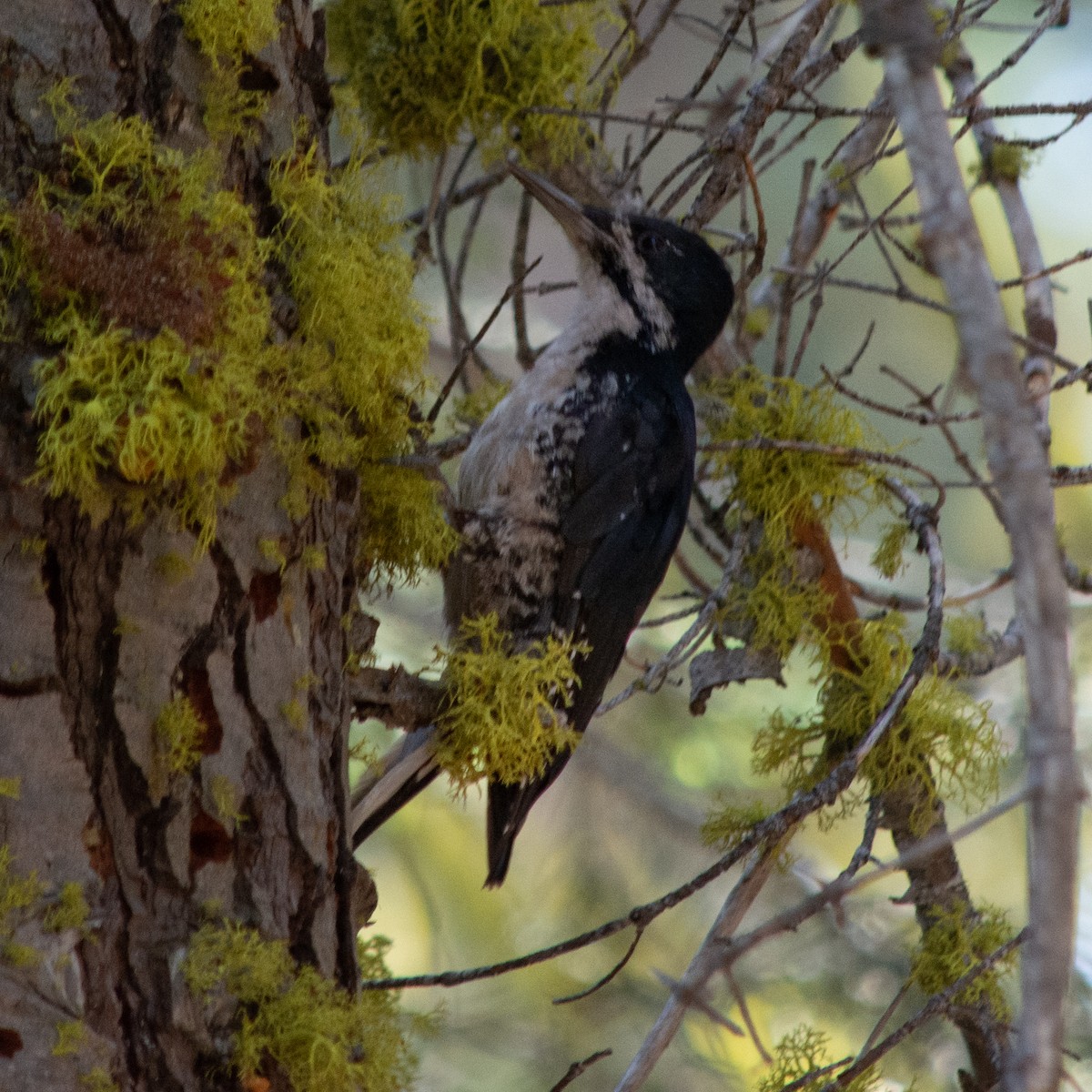 Black-backed Woodpecker - ML476997221