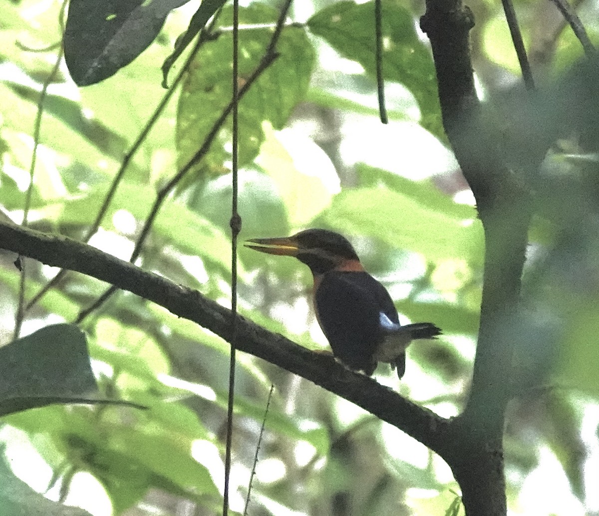Rufous-collared Kingfisher - Chuck Holliday