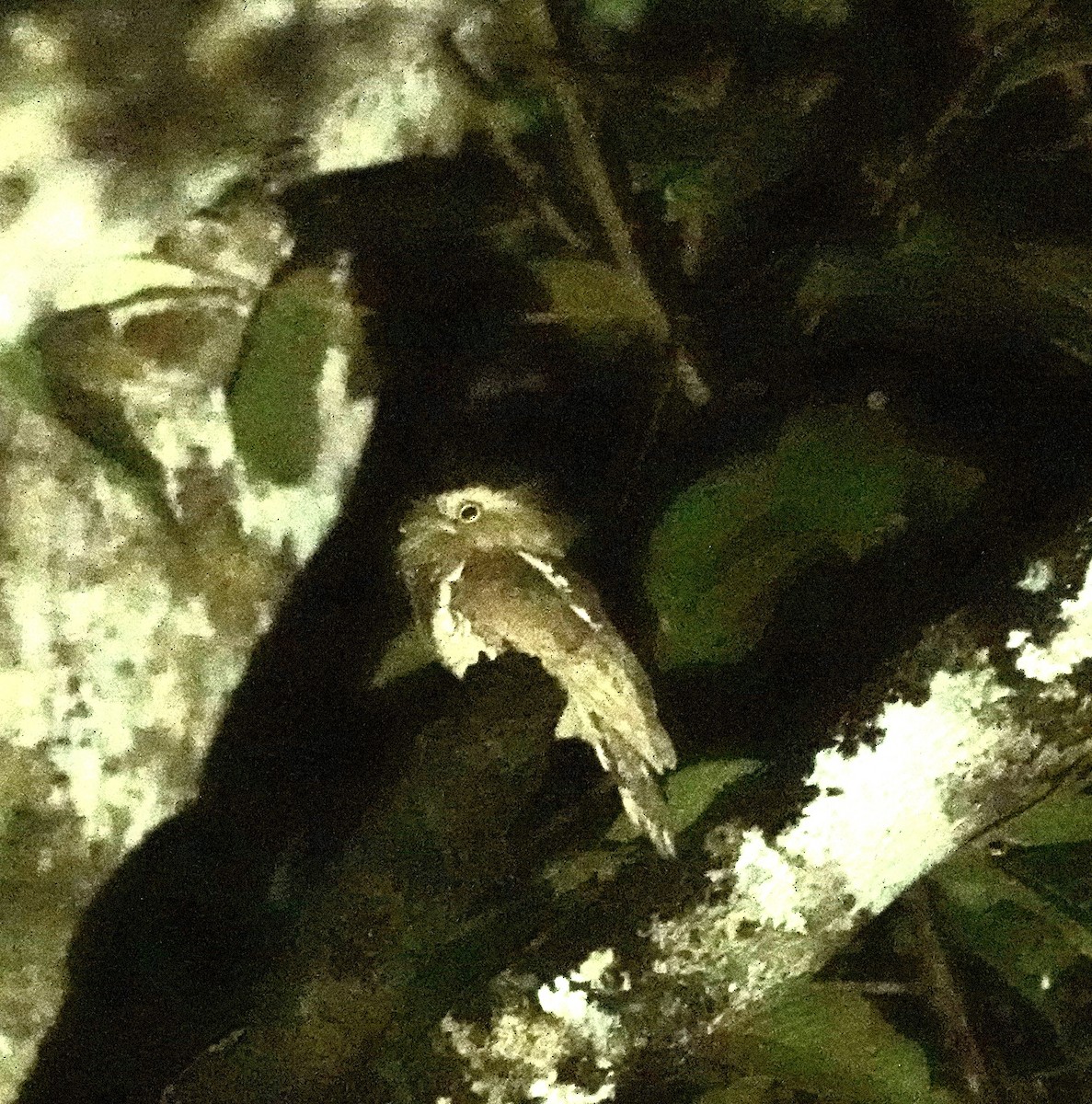 Борнейский лягушкорот - ML476997891